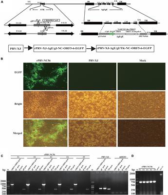 The Construction and Immunogenicity Analyses of Recombinant Pseudorabies Virus With NADC30-Like Porcine Reproductive and Respiratory Syndrome Virus-Like Particles Co-expression